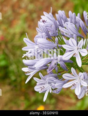 Blühende violette Agapanthus-Blume, zarte Blütenblätter und grüne Stiele auf verschwommenem Hintergrund, Nahaufnahme seitlicher Fokus mit Kopierraum Stockfoto