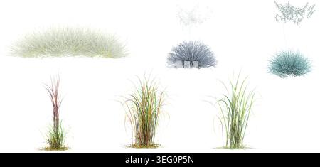 3D-Illustration von Set Andropogon, Wild Field Gras, Blue Festuca Grass isoliert auf weißem Hintergrund Stock Vektor