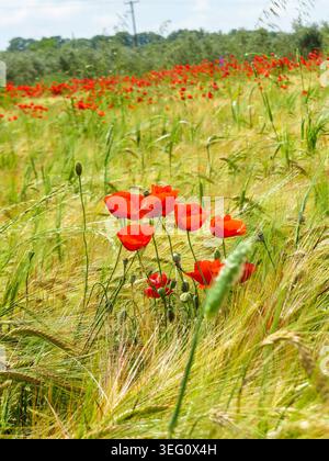 Nahaufnahme von hellrotem Mohn, der zwischen grünen Weizenohren auf einem Feld blüht. Stockfoto