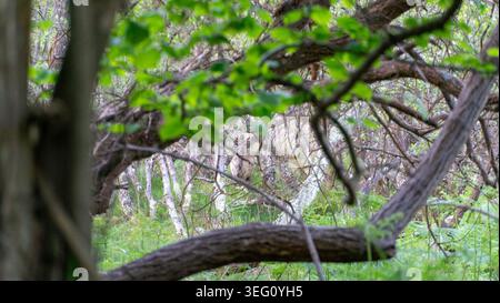 Europäischer Damhirsch im Wald Stockfoto