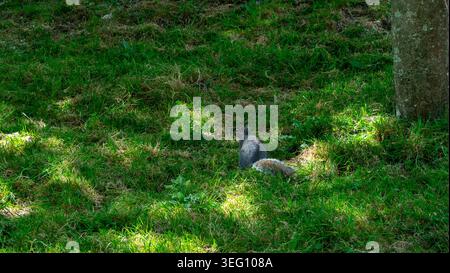 Eichhörnchen versteckt sich hinter der Pflanze. Wunderschönes Blumenwachstum im Park. Nagetier im Garten im Sommer. Stockfoto