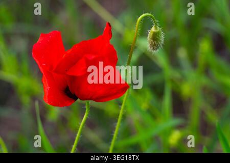 Hellrote Mohnblume mit ungeöffneter Knospe auf grüner Wiese. Nahaufnahme der Naturszene mit weichem, verschwommenem Hintergrund und lebhaften Frühlingsfarben Stockfoto