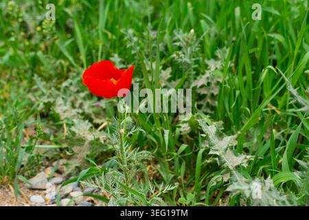 Hellrote Mohnblume mit ungeöffneter Knospe auf grüner Wiese. Nahaufnahme der Naturszene mit weichem, verschwommenem Hintergrund und lebhaften Frühlingsfarben Stockfoto