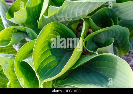 Nahaufnahme großer grüner Hostablätter mit gewellten Kanten. Stockfoto