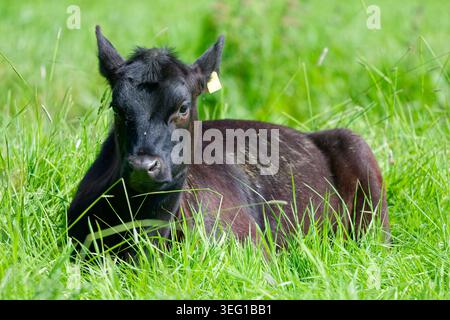 Junges braunes Kalb, eine Kuh, die auf Gras liegt und auf einem Feld im Frühling in West Sussex, England, Großbritannien, liegt. Stockfoto