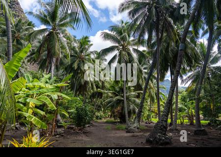 Eine malerische Wanderung durch dichte Palmenhaine und Bananenbäume im Hakaui-Tal, Nuku Hiva, Marquesas-Inseln, Französisch-Polynesien. Dieser Weg führt zum bre Stockfoto