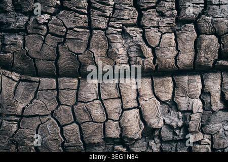 Die gerissene und beschädigte Oberfläche von verbranntem Treibholz am Freshwater West Beach. Stockfoto