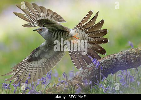 Kuckuck in einem Fleck Bluebells Stockfoto