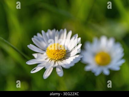 Wilde Gänseblümchen, die auf der Wiese wachsen, weiße Kamillen auf grünem Grashintergrund. Oxeye Gänseblümchen, Leucanthemum vulgare. Makro Stockfoto