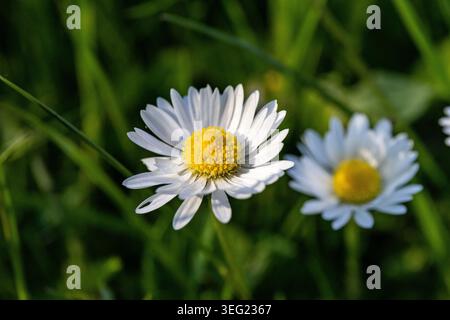 Wilde Gänseblümchen, die auf der Wiese wachsen, weiße Kamillen auf grünem Grashintergrund. Oxeye Gänseblümchen, Leucanthemum vulgare. Makro Stockfoto