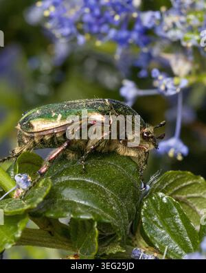 Rosen Chafer Käfer Cetonia aurata auf Ceanothus Sträucher Stockfoto