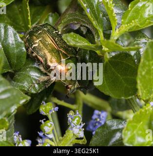Rosen Chafer Käfer Cetonia aurata auf Ceanothus Sträucher Stockfoto