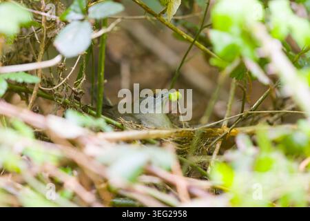 Blackcap Sylvia atricapilla, erwachsenes Weibchen sitzend auf Nest mit raupe im Schnabel, Suffolk, England, Mai Stockfoto