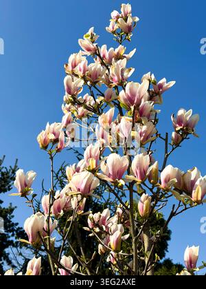 magnolienbaum in voller Blüte mit leuchtenden rosa und weißen Blüten vor klarem blauem Himmel. Frühlingsblüten verleihen der Landschaft und der Naturfotografie Schönheit. M Stockfoto