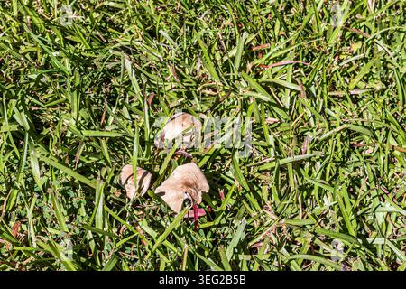 Kleine braune Pilze aus dem Feenring, die in dickem grünen Rasengras verstreut wachsen, aus einem Winkel über dem Kopf fotografiert. Stockfoto