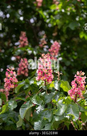 Rosafarbene Rosskastanie oder Aesculus carnea blühen in Nahaufnahme auf einem Zweig mit grünen Blättern. Stockfoto