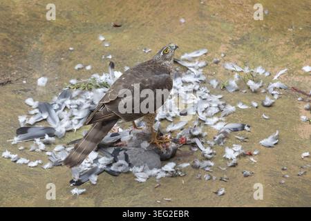 Nahaufnahme eines eurasischen sparrowhawk, der über einem Taubenmord auf Betonboden steht, umgeben von verstreuten Feder- und Beuteresten, die die städtische Prägung zeigen Stockfoto