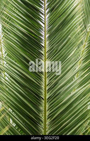 Detaillierte Nahaufnahme eines Palmblattes mit scharfen parallelen Adern und frischen Grüntönen. Tropische botanische Textur Hintergrund mit natürlichem Licht und Stockfoto
