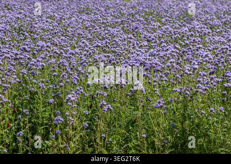 Ein Feld der Spitzenklasse phacelia in der Landschaft von Lincolnshire, an einem sonnigen Frühlingstag Stockfoto