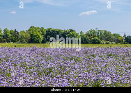 Ein Blick auf eine Fülle von phacelia tanacetifolia, blühend im Frühling, mit selektivem Fokus Stockfoto