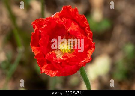 Nahaufnahme einer roten isländischen Mohnblume in hellem Sonnenschein Stockfoto