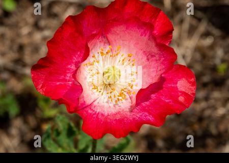 Nahaufnahme einer roten Shirley-Mohnblume in hellem Sonnenschein. Stockfoto