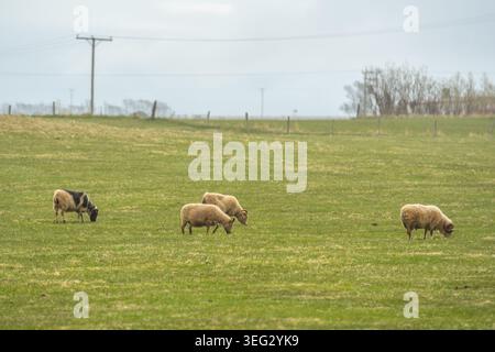 Isländische Schafe weiden friedlich auf einer grünen Weide in Island an einem bewölkten Tag Stockfoto