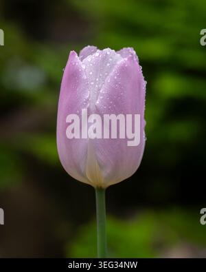 Der weiche rosafarbene Tulipa „Candy Prince“, bedeckt mit frischen Regentropfen vor einem dunkelgrünen, verschwommenen Gartenhintergrund im Frühjahr. Stockfoto