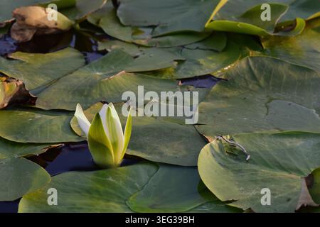 Lotusblume und Pads bedeckten die Wasseroberfläche Stockfoto