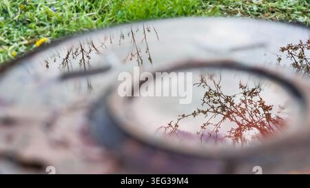Baumzweige Reflexionen in Rain Puddle Stockfoto