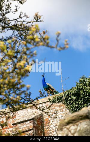 Indischer Pfauz, allgemein bekannt als blauer Pfau, thront auf einer Steinmauer, umgeben von Grün. Männlich ist an seinem leuchtend blauen Hals zu erkennen Stockfoto