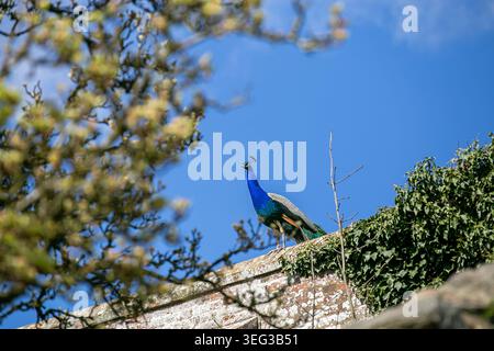 Indischer Pfauz, allgemein bekannt als blauer Pfau, thront auf einer Steinmauer, umgeben von Grün. Männlich ist an seinem leuchtend blauen Hals zu erkennen Stockfoto