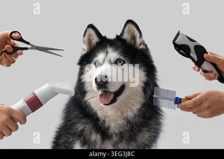 Niedlicher Hund und Hände mit Pflegevorräten auf hellem Hintergrund Stockfoto