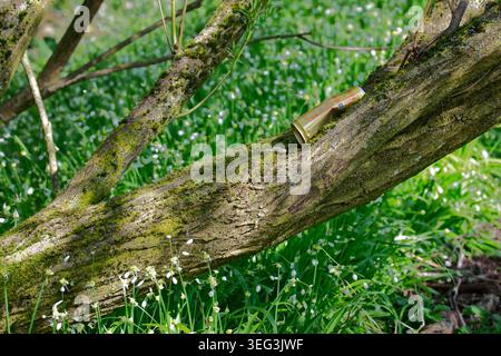 Ausrangierte Aluminiumgetränke können in einem moosbedeckten Baumzweig im Baron’s Haugh Nature Reserve, Schottland, gelagert werden, was die Verschmutzung von Müll hervorhebt Stockfoto