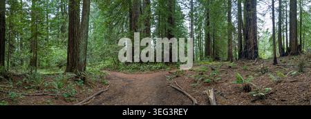 Der Wanderweg teilt sich und schlängelt sich durch einen dichten Wald aus Mammutbäumen Stockfoto
