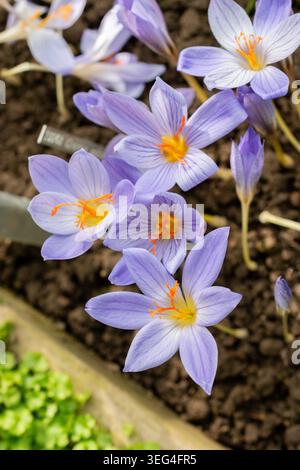 St. Gallen, Schweiz, 19. Oktober 2025 Crocus Pulchellus oder haarige Krokuspflanze im botanischen Garten Stockfoto