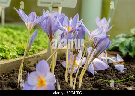 St. Gallen, Schweiz, 19. Oktober 2025 Crocus Pulchellus oder haarige Krokuspflanze im botanischen Garten Stockfoto