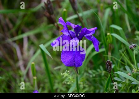 Iris sanguinea (sibirische Iris) Blüten. Im Frühsommer produziert sie violette Blüten mit einem netzartigen Muster an der Basis der Blütenblätter. Stockfoto