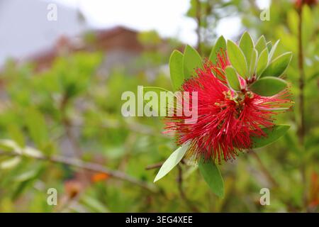 Hellrote Flaschenbürstenblüte im Freien mit grünen Blättern und unscharfem natürlichen Hintergrund. Stockfoto
