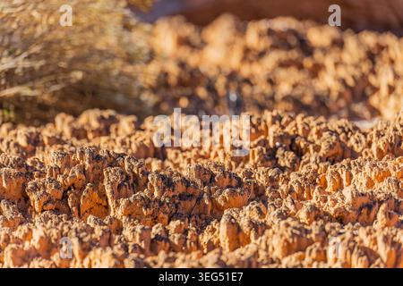 Ein grüner Alligator mit gelbem Unterbauch liegt auf einer strukturierten Felsoberfläche unter einem großen, verwitterten Baumzweig in einem Gehege. Stockfoto