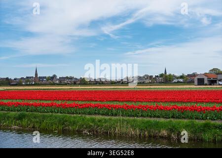 Rote Tulpen blühen auf einem Feld in der Nähe von Lisse, Niederlande, an einem sonnigen Tag mit blauem Himmel und lebhaftem Himmel Stockfoto