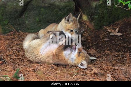 Babys Rotfuchs spielen im Wald, Kanada Stockfoto