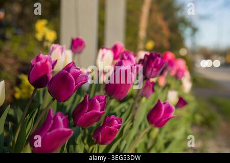 Wunderschöner Tulpenstrauß, der an sonnigen Tagen im Garten wächst. Bunte Tulpen. Makro farbenfroher Frühling Outdoor Natur Hintergrund Stockfoto