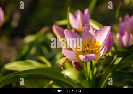 Pinkfarbene Tulpen. Wunderschöner Tulpenstrauß, der im Garten wächst. Makro farbenfroher Frühling Outdoor Hintergrund. Stockfoto