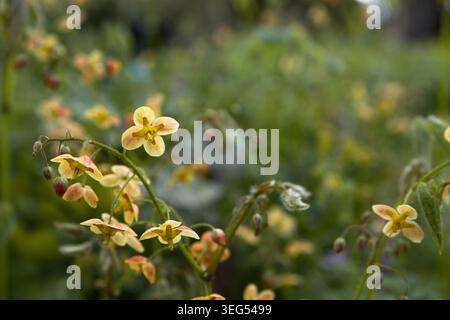 Nahaufnahme von gelben Blumen im Garten, geringe Tiefe des Feldes. Hintergrund mit Blumenmotiv im Makro-Sommer Stockfoto
