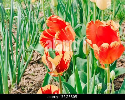 Leuchtende rote und gelbe Papageientulpen blühen in einem üppigen Frühlingsgarten mit natürlichem Sonnenlicht. Farbenfroher floraler Hintergrund ideal für saisonale Gartenarbeit, Stockfoto