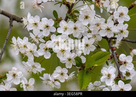 Weiße Frühlingsblüten blühen auf Obstbaumzweigen mit frischen grünen Blättern und sanften natürlichen Garten Hintergrund Szene. Stockfoto