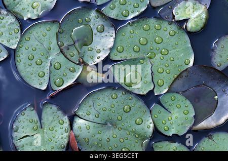 Grüne Lilienpads schwimmen auf dunkelblauem Wasser, bedeckt mit zahlreichen kleinen glitzernden Regentropfen und größeren Pfützen, die die ruhige Schönheit der Natur und einfangen Stockfoto