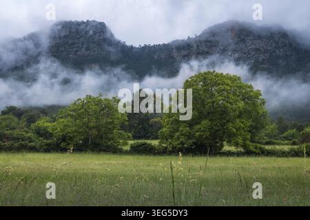 Eine ruhige und stimmungsvolle Landschaft im Vall de Cabó, Katalonien, mit einer üppigen Wiese, die sich zu einer dichten Waldkulisse hinaufzieht. Stockfoto