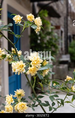 Gelbe Blumen blühen entlang einer ruhigen Gasse in Groznjan Grisignana mit rustikalen Steinhäusern, die sanft im Hintergrund in Istrien Kroatien verschwimmen. Stockfoto